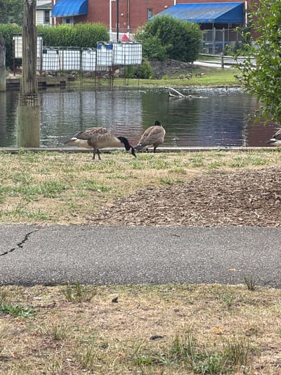 The image shows a view of a body of water with several geese on the bank. The water is calm and reflects the sky. On the far bank, there are some industrial-looking white tanks and a building with a blue awning. The foreground consists of a paved path and grassy area with scattered wood chips. The overall setting appears to be a park or waterfront area. The geese are the main subjects, with two in focus on the bank of the water, one with its head down as if foraging.