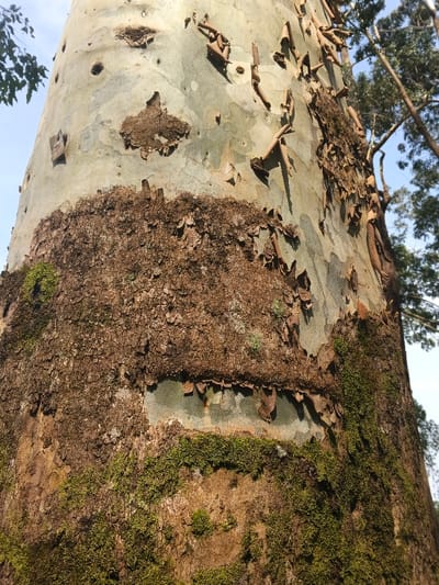 A towering tree trunk dominates the frame, showcasing distinctive bark features. The lower section displays rough, brown bark partially covered in vibrant green moss. Above, smoother, pale bark exhibits peeling layers and scattered brown patches, revealing the tree's inner layers. Patches of moss cling to the bark, and fragments of bark curl away from the trunk, adding texture. In the background, branches and sky create depth.