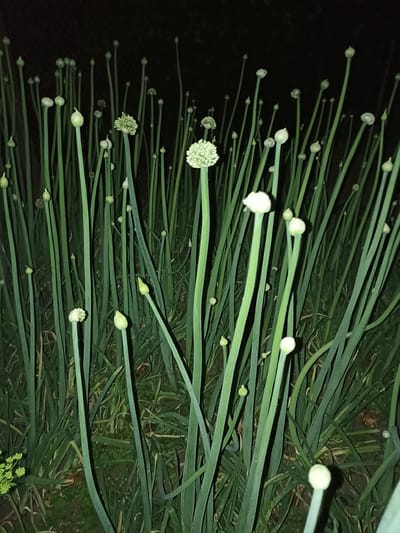 A vertical, low-angle, nighttime outdoor shot showcases a dense field of tall, green onion plants with developing flower stalks. The stalks are slender and uniformly green, with some topped by small, bulbous buds and others by larger, spherical clusters of tiny white flowers. The background is a dark, indistinct blur, suggesting a natural environment at night. The image is sharp, with good lighting that highlights the textures of the plants. This scene is located in Pochaiv, Ukraine.