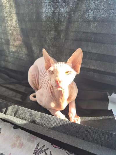 The image shows a Sphynx cat looking up at the camera. The cat is light-skinned with large ears and golden eyes. It is positioned in the center of the frame, with its body angled slightly to the right. The background is dark and textured, appearing to be some sort of fabric or screen, possibly a window blind. The lighting suggests it is daytime, with sunlight casting shadows and highlighting the cat's features. The cat's pose and direct gaze could imply curiosity or attention towards the photographer. The overall mood is intimate and focused on the animal. No text is visible in the image. The location context is Заслаўе, Belarus, but this cannot be visually confirmed from the image itself.