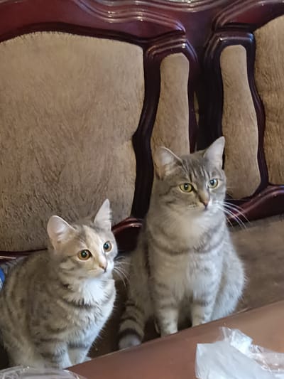 The image depicts two domestic cats, likely siblings, sitting side-by-side on a cushioned surface, possibly a sofa. The cat on the left is smaller, with lighter fur and distinct amber eyes. The cat on the right is larger, with a tabby coat of gray and black stripes, and green eyes. Both cats appear alert and are looking in the same direction. The background consists of a dark, ornate wooden furniture piece and a textured, tan cushion. The lighting suggests an indoor environment. The image is a photograph taken from a slightly elevated angle. The location of Brodokalmak, Russia is not ascertainable from the visual information provided in the image.