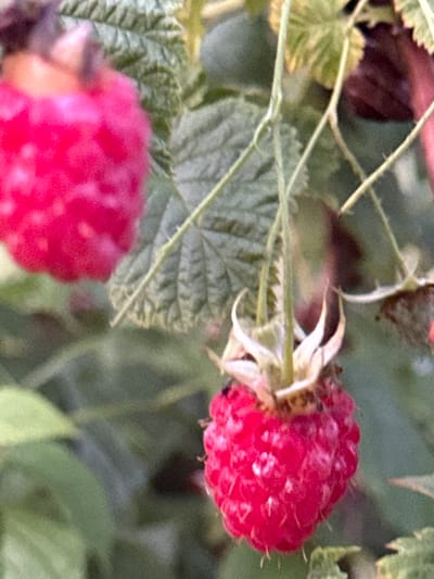 This media file features a close-up, shallow-depth-of-field shot of two ripe raspberries on a plant. The raspberries are a vibrant red color, with their characteristic segmented appearance clearly visible on the one in the upper right. The other raspberry, in the lower left, is slightly out of focus but also appears to be ripe and red. The plant has green leaves, some of which are also visible in the frame, along with thin, thorny stems. The background is blurred, with shades of green and dark brown, suggesting a natural outdoor setting, likely a garden or wild growth. The lighting appears natural, suggesting it was taken during the daytime, possibly with soft, diffused light as there are no harsh shadows. There is no text visible in the image. The scene evokes a sense of ripeness and abundance in nature.