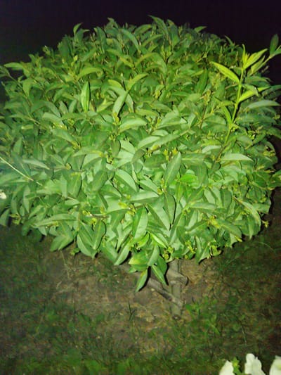 A medium shot captures a densely leaved, round bush at night. The bush is vibrant green with numerous small leaves, some appearing lighter green and newer growth. The background is dark, indicating nighttime, with a hint of dark ground visible beneath the bush, sparsely covered in dry grass and some lighter green shoots. The bush appears to be in an outdoor setting, possibly a garden or park, given the presence of the ground cover. The lighting suggests artificial light is illuminating the bush.