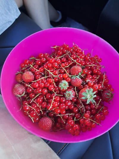A bright pink bowl overflows with red currants and a few strawberries. The berries are clustered on thin stems, creating a vibrant, textured mass. Several strawberries are visible throughout the bowl, some with their green tops still attached. The bowl is placed on a dark surface that appears to be a car seat, with a glimpse of a person's legs in the background, suggesting the photograph was taken inside a vehicle. The lighting is bright, indicating it's daytime, and the overall scene conveys a sense of fresh, homegrown produce. There is no visible text in the image.