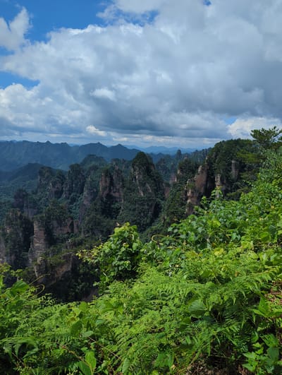 This image depicts the Zhangjiajie National Forest Park in China, specifically a viewpoint overlooking the "Avatar Mountains." The foreground is dominated by lush, green foliage, including ferns and vines, creating a dense, natural barrier. Beyond this verdant foreground, a dramatic landscape of towering sandstone pillars rises from a heavily forested valley. These pillars, weathered and sculpted by erosion, are sheer and vertical, varying in height and girth. They are densely covered in vegetation, with trees and shrubs clinging to their surfaces and summits. The background reveals a further range of hazy, blue-green mountains, receding into the distance under a partly cloudy sky. The clouds are a mix of bright white cumulus and darker, more ominous formations, suggesting a dynamic weather system. The overall scene is one of natural grandeur and wilderness.