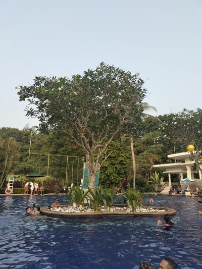 The image depicts an outdoor swimming pool scene at Gunung Putri, Indonesia, under a clear, light blue sky. The foreground is dominated by dark blue pool water, actively rippled. In the center of the pool, a circular island features a large, mature tree with a gnarled trunk and branches, adorned with white flowers, likely a frangipani. Surrounding the tree on the island are smaller green plants and white decorative pebbles. A multicolored climbing wall is attached to the tree's trunk, facing the pool.
Multiple individuals are present in the pool. On the left, a woman with dark hair, wearing a black swimsuit, holds a small child in a light-colored top. To the right, a man with dark hair and sunglasses is partially submerged. Further right, a person with a red flotation device is observed face down, with legs above the water. A girl with long dark hair floats on her back with a red kickboard. The top of another person's head is visible in the bottom-right corner of the frame. On the far right, a person in a dark swimsuit is near a yellow spherical object in the water.
The background features dense, lush green vegetation, including palm trees, indicating a tropical environment. On the left side, a green mesh fence, possibly for a sports court, is visible. Below the fence, two individuals are seated at a table under a green umbrella. A white ladder with a red lifebuoy stands beside the pool on the left. On the right side of the background, a multi-tiered white building with open-air sections is partially visible amidst the foliage. Several people are present around this building, and a blue and white striped umbrella provides shade. A yellow ball hangs from a tree branch on the far right.