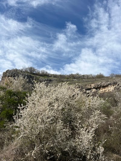 The image depicts a cliffside view near Gortalovo, Bulgaria, on a day with a blue sky dotted with cirrus clouds. The rocky cliff face runs along the left side of the frame, supporting sparse vegetation. To the right, a profusion of blooming trees with white blossoms obscures some of the undergrowth and bare branches. The scene suggests early spring. No people are visible.