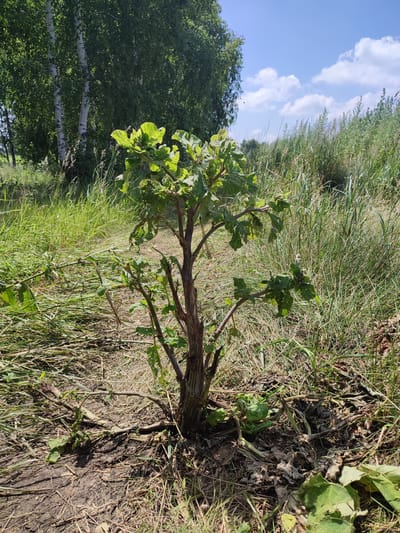 A young plant with green leaves and brown branches grows in the center of the frame. The ground is covered with dry grass, dirt, and fallen leaves. In the background, there are trees and tall grass. The sky is blue with scattered white clouds.