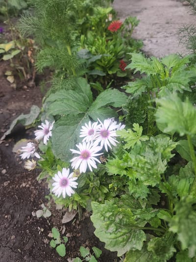 This is a top-down, eye-level shot of a small garden bed in Ushtobe, Kazakhstan. The scene is dominated by lush green foliage, with several white and light purple daisy-like flowers in bloom. The flowers have delicate, thin petals and dark centers. Some of the flowers are fully open, while others are budding or wilting. The plants are growing in dark soil, with some pebbles and debris visible. In the background, there is a hint of a textured, light-colored surface, possibly a wall or pavement. The lighting suggests it is daytime, and there are no overt indications of weather conditions. The overall impression is one of a natural, somewhat unmanicured garden setting. No people are visible, and no text is present in the image.