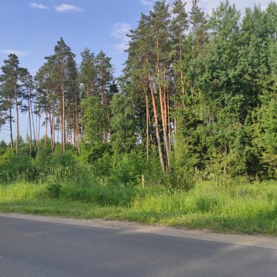 A paved road runs across the foreground of the image, angling from the bottom left to the bottom right. Beyond the road, a strip of sandy earth is visible, followed by a dense line of green grass and vegetation. A tall line of pine trees, with thin, reddish-brown trunks and dark green needles, dominates the middle ground, forming a forest. Interspersed with the pines are deciduous trees with lighter green foliage. The sky above is a clear, pale blue with a few wispy white clouds. The scene appears to be a rural or forested area on a clear day. There are no people or animals visible. The location is identified as Padhorʹyeŭski selʹski Save, Belarus.