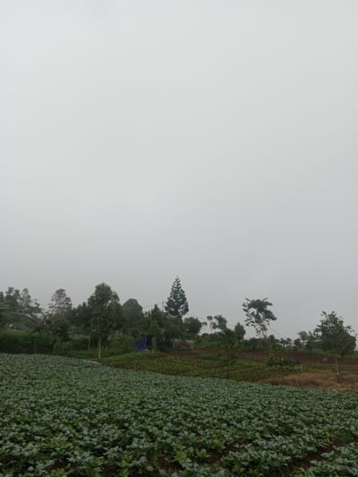This image presents an agricultural landscape in Joshi Vihir, India, under heavily overcast conditions. The foreground features a vast field of uniformly planted green leafy vegetables, likely a crop such as cabbage, arranged in discernible rows across dark brown soil. In the midground, a varied line of trees, including both broadleaf and coniferous species of differing heights, stretches horizontally. A small, rudimentary structure with a blue tarp roof is partially visible amidst these trees towards the left. Beyond the primary field, a secondary cultivated area with sparser, lighter green growth is present. The entire upper half of the image is filled with a uniform, light grey sky, indicating dense fog or cloud cover, obscuring any horizon or distinct atmospheric features. No individuals, animals, or explicit human actions are visible in the scene.