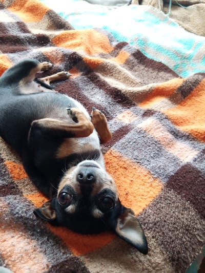 A small, black and tan dog, resembling a Chihuahua or Miniature Pinscher, is the central subject of this high-angle shot. The dog is lying on its back, with its belly exposed and its paws gently curled, suggesting a relaxed or playful posture. Its dark, wide eyes are fixed on the camera, conveying curiosity or contentment. The dog has short, sleek fur, with tan markings visible on its muzzle, chest, and legs.
The dog is resting on a textured blanket that features a prominent checkered or plaid pattern. The dominant colors of the blanket are various shades of orange, brown, and grey. In the upper right portion of the image, a section of the blanket transitions to stripes of light blue and white, indicating a varied pattern or a different part of the same blanket. The setting appears to be a cozy indoor environment, likely a bed or sofa. There is no visible text in the image. The scene emanates a sense of warmth and comfort, set in Zemen, Bulgaria.