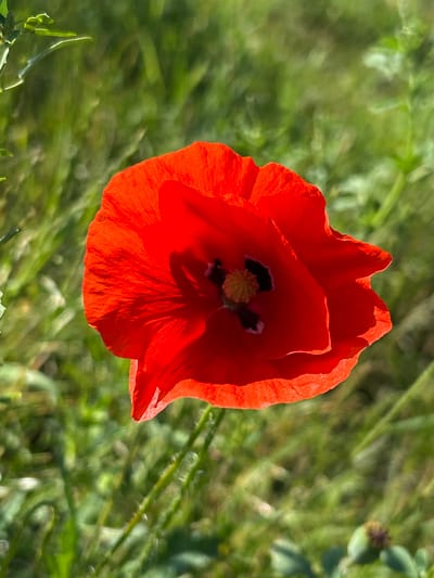 A close-up, eye-level shot focuses on a vibrant red poppy flower in a field of green grass. The poppy, with its delicate, slightly crinkled petals, is positioned slightly off-center to the right, its dark center visible. The background is a soft blur of green foliage, suggesting an outdoor, natural setting. The lighting indicates it is daytime, with sunlight illuminating the poppy. There are no people or man-made structures visible in the frame. The overall impression is of a single, striking flower captured in a peaceful, natural environment, possibly in the rural area of Bałdowo, Poland, known for its open fields.