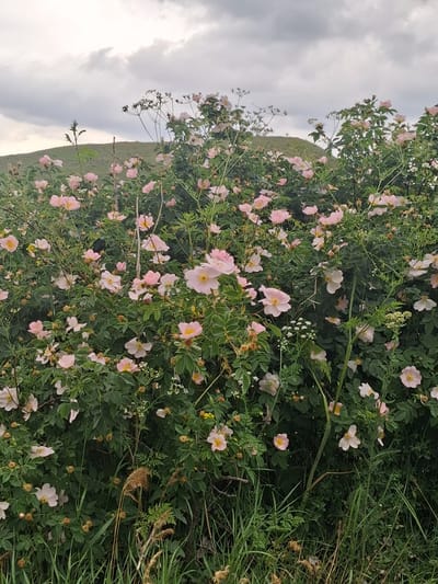 A close-up shot of a rose bush in bloom, with many pink and white flowers, is featured against a cloudy sky and a green hillside. The bush is dense with leaves and branches, and the flowers vary in size and stage of bloom. Some flowers are fully open, showing their yellow centers, while others are buds or partially open. The background shows a rolling green hill, suggesting a rural or natural setting. The overall impression is one of natural beauty and abundance. This scene is located in Martiros, Armenia.