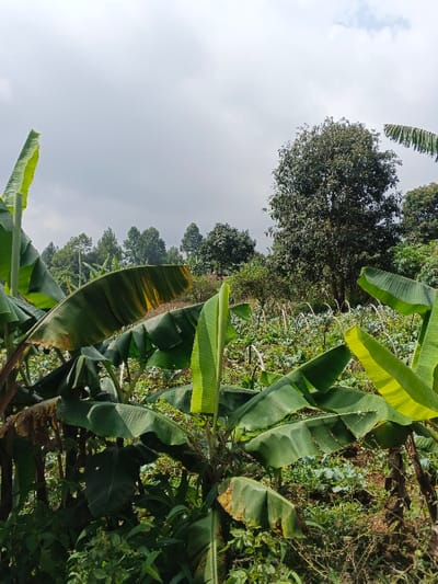A vibrant hillside scene unfolds under a cloudy sky. Banana trees with large, green leaves dominate the foreground, some showing signs of age. Beyond, a field of cultivated crops extends up the hill. Lush, green trees fill the midground. The upper portion features more trees and a grey sky.