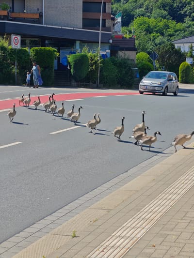 The image depicts a street scene in Georgsmarienhütte, Germany, on a sunny day. A flock of Canada geese is crossing a road, causing a silver Volkswagen Up to slow down. The geese are walking in a line from left to right across the image. The road has a red pedestrian crossing painted on it. On the left side of the road, there is a sidewalk with a woman and a child standing near a 30 km/h speed limit sign. Buildings and lush green trees are visible in the background. The sidewalk has tactile paving to assist visually impaired pedestrians.