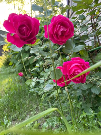 The image captures a close-up view of several vibrant pink roses in bloom, set against a backdrop of lush green foliage. The roses are the primary subjects, with their petals intricately layered and their rich color intensified by natural light. Some are fully open, showcasing their complex inner structure, while others appear to be in earlier stages of development, with tightly furled buds.

The roses are growing on thorny stems, some of which are visible in the frame, arching upwards and supporting the blooms. Green leaves, some with subtle imperfections like small holes or brown spots, surround the flowers, adding depth and texture to the scene. In the background, the foliage becomes denser, suggesting a garden or a natural setting. Hints of other plants, including grasses and possibly clover, are present in the foreground and mid-ground, creating a layered effect.

The lighting in the image suggests it was taken during daylight, possibly late afternoon or early morning, given the soft, warm glow filtering through the leaves in the upper left portion of the frame. The background is somewhat blurred, with a hint of a building structure with siding visible on the right, suggesting an outdoor residential area. The overall impression is one of natural beauty and tranquility.

The image is described as being taken in the city of Турово, Russia. While the image itself does not contain explicit landmarks or clues to its specific location within Турово, the context provided implies it is an outdoor scene within that city. There are no people or animals visible in the image. The focus is solely on the flora.