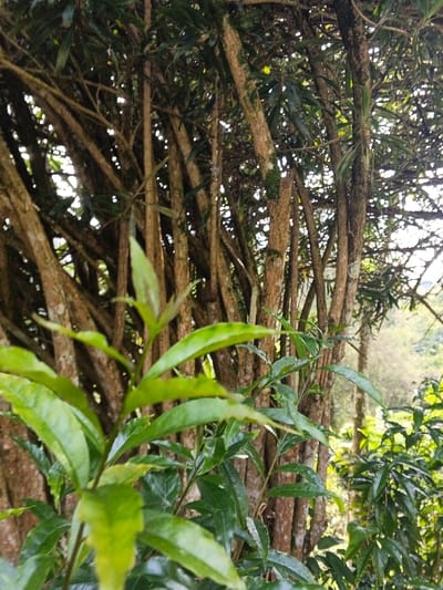 The scene depicts a dense stand of slender tree trunks and associated foliage in Masulog, Philippines. Numerous brown, vertical tree trunks of varying diameters dominate the midground and background, exhibiting textured bark, some with visible patches of moss or lichen. Green leaves are prominent in the foreground, with several broad, bright green leaves appearing in sharp focus at the bottom left. Dappled sunlight filters through the dense canopy of leaves and branches, creating bright highlights and shadows. In the distant background, beyond the immediate cluster of trees, additional green foliage and a bright, possibly overcast or hazy sky are discernible. No human subjects, man-made objects, or observable actions/interactions are present.