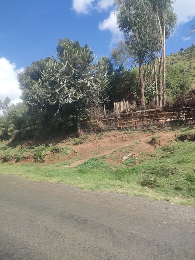 The image shows a roadside scene in the Kisima ward of Kenya. An asphalt road is visible in the foreground. The background features a hillside covered in grass and vegetation, including eucalyptus trees and a large, white, candelabra-like succulent, likely a Euphorbia species. A dilapidated wooden fence runs along the hillside. The sky is blue with scattered white clouds.