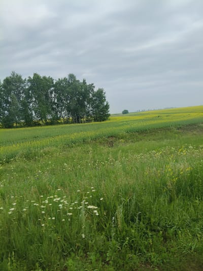 The image depicts a vast, rolling landscape under an overcast sky. In the foreground, a field of tall, green grass is interspersed with small white wildflowers. Beyond this field, a yellow flowering crop stretches into the middle ground, bordered by a line of trees on the left. Further in the distance, more yellow fields and a few isolated trees are visible, with a hazy horizon. The scene appears to be a rural agricultural area.