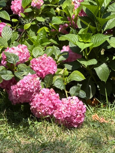 In the city of Mirikənd, Azerbaijan, a close-up, eye-level shot captures a cluster of vibrant pink hydrangeas in full bloom. The flowers, with their numerous small petals, form dense, spherical heads, some appearing slightly wilted. They are nestled amongst large, dark green, serrated leaves and thick stems. The foliage creates a lush backdrop, with some leaves catching the sunlight, highlighting their texture and veins. In the foreground, a patch of dry, green grass is visible, interspersed with a few fallen brown leaves and small clover-like plants. The lighting suggests a sunny day, casting dappled shadows from the leaves onto the flowers and the ground.