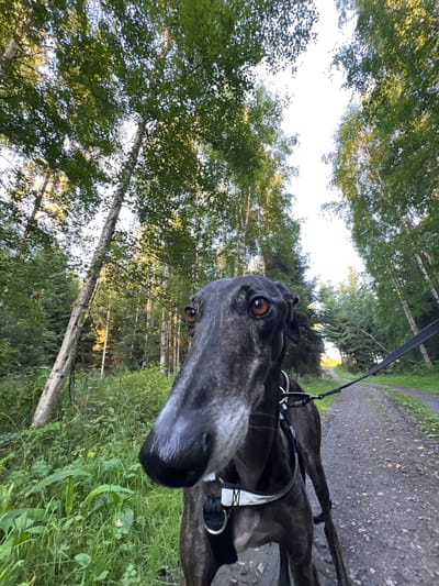 A low-angle, wide-shot photograph captures a brindle greyhound from the chest up, walking on a gravel path that winds through a forest. The dog's head is turned towards the camera, its long snout filling the foreground. The dog is wearing a black harness with a white strap and a black leash. The environment is a forest with a clear sky visible through the dense canopy of birch and coniferous trees. The sun shines brightly through the leaves, creating dappled light on the path and surrounding vegetation. The gravel path is flanked by lush green grass and undergrowth. The image appears to be taken in the city of Hämeenlinna, Finland, possibly in a park or nature trail.