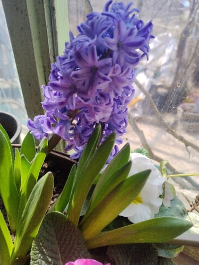 The image depicts an interior scene, specifically a windowsill or similar surface, within the city of Dolno Linevo, Bulgaria. The central subject is a vibrant purple hyacinth plant, blooming with numerous tightly clustered flowers on a single stem, positioned slightly left of center. Surrounding the base of the hyacinth are multiple lanceolate, green leaves. To the right of the hyacinth and slightly behind it, a single white flower with a yellow center, consistent with a primrose, is partially visible. These plants are contained within a dark-colored planter, visible at the bottom and left of the frame. On the far left, a segment of a light green painted window frame is evident. The right side of the image reveals a windowpane, appearing somewhat smudged or dusty, through which a blurred outdoor background of bare tree branches and indistinct reflections is visible under natural light. No individuals or human actions are depicted.