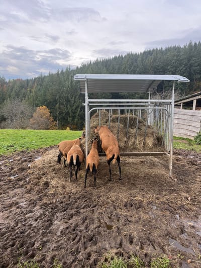 This image depicts a rural scene in the vicinity of Oppenau, Germany, under an overcast sky. In the foreground, the ground is heavily churned dark brown mud interspersed with straw and small puddles. To the left, a patch of green grass is visible.

Centered in the midground is a silver-colored metal hay feeder with a corrugated metal roof, filled with a large quantity of dried hay. Five reddish-brown sheep with black lower legs and faces are gathered around the feeder. Four sheep are actively consuming hay; one on the far right stands on its hind legs, reaching into the upper portion of the feeder. The other three are positioned at ground level, also feeding. A fifth sheep is partially obscured behind the one standing on its hind legs.

In the background, a dense coniferous forest covers a hillside, with scattered deciduous trees exhibiting autumn foliage, predominantly orange and brown, on the left side. To the far right, behind the feeder, a weathered wooden structure or outbuilding is partially visible. The sky is overcast and light gray.