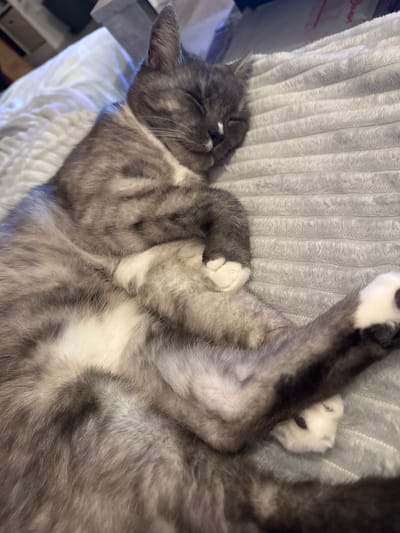 A gray and white tortoiseshell cat is asleep on a textured gray blanket. The cat is lying on its back with its paws curled up. Its eyes are closed, and its head is resting on the blanket. The cat's fur is a mix of gray, black, and white. The blanket is a soft, fuzzy material with horizontal ridges. The background is blurred but appears to be a bed with white sheets. The image was taken indoors, likely in a residential setting in Wolfsburg, Germany.