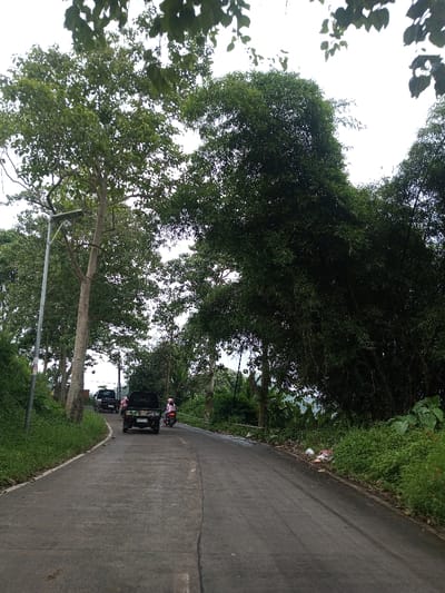 The scene depicts a paved, two-lane road in Ambakirano, Madagascar, curving slightly to the right as it recedes into the distance. The road is bordered by dense green vegetation, including tall trees with light-colored trunks on the left and a prominent cluster of dark green bamboo on the right. A solar-powered street light pole stands on the left side of the road, close to the foreground. Several vehicles are observed traveling away from the viewer: a dark-colored pickup truck with an open bed is central in the midground, followed by another dark vehicle further ahead. A person wearing a pink helmet is riding a red scooter on the right side of the road, behind the pickup truck. The verges are covered in green grass and various plants, with visible white plastic refuse on the right shoulder. The sky overhead is overcast, and distant hills are faintly visible through gaps in the foliage.