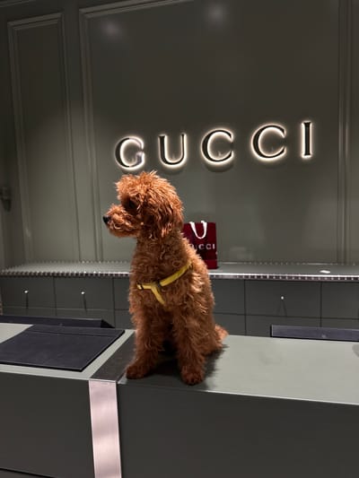 A medium shot shows a brown poodle standing on a dark green or gray surface. The poodle is wearing a yellow harness. Behind the dog, the word "GUCCI" is displayed vertically in illuminated white block letters on a gray wall. In the background, a red shopping bag with "GUCCI" printed in white is visible on a shelf. The photograph was taken inside a Gucci store in Noventa di Piave, Italy.