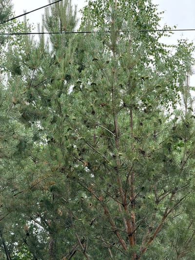 The image shows a close-up view of a pine tree with numerous pinecones, set against a backdrop of other trees and an overcast sky. Power lines are visible diagonally across the upper portion of the frame. The pine tree is dense with green needles and brown branches. Some of the pinecones are green and unopened, while others are dark brown and appear mature. The overall impression is of a natural scene, possibly a park or a residential area with mature trees. The specific location of Озерное (майминский), Russia is not visually discernible from the image itself; it is provided as contextual information.
