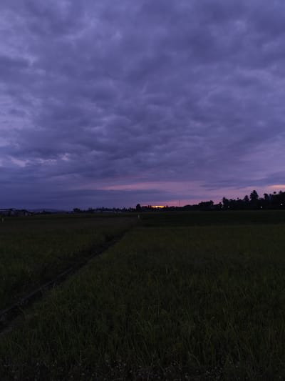 The image depicts a rural scene in Pineungsiribee, Indonesia, likely a rice paddy field under a twilight sky. The sky is dominated by dark, purplish-grey clouds, with a hint of orange sunset visible near the horizon. In the mid-ground, a line of trees and vegetation separates the field from the horizon. The field itself is filled with tall grasses, possibly rice plants, with a visible dirt path or track running through it. The overall lighting suggests a time shortly after sunset or before sunrise. No people are visible.