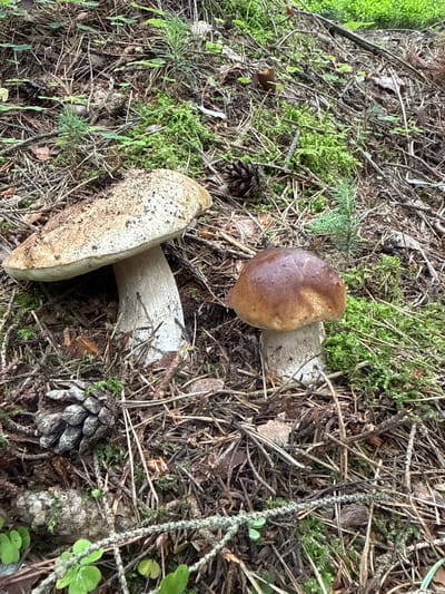 Two large mushrooms with thick, pale stems and broad caps are situated on a forest floor covered in pine needles, moss, and small green plants. One mushroom, to the left, has a pale, mottled cap. The other mushroom, to the right, has a darker, browner, and slightly glossy cap. Several pine cones are scattered around the mushrooms. The environment suggests a natural forest setting, specifically identified as being in Mūrininkai, Lithuania.