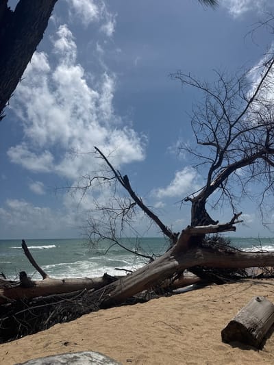 A natural beach scene is depicted under a bright, partly cloudy sky. In the foreground, sandy beach is visible, with several large, weathered logs and fallen branches scattered across it. One particularly large, dark-barked tree trunk lies horizontally across the scene, with many bare, spindly branches extending upwards and outwards. To the left, the dark trunk of another tree is partially visible, framing the sky. Beyond the beach, the ocean stretches out, with moderately sized waves breaking near the shore. The water is a murky green-blue. The sky is a clear blue with scattered white, fluffy clouds. The overall impression is one of a wild, natural coastline, likely a result of a storm or natural decay. The location is identified as Ban Tha Chat Chai, Thailand, suggesting a tropical or subtropical coastal environment. There are no people or discernible human activity in the image.