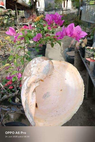 A close-up shot focuses on a large, light-colored seashell, its interior visible and appearing smooth and slightly textured. The shell exhibits a weathered appearance with some discoloration and debris on its surface. In the background, a garden setting is visible with an abundance of pink and purple bougainvillea flowers in bloom. The flowers are vibrant and plentiful, creating a colorful contrast with the neutral tones of the shell. The foliage is lush and green, indicating a healthy outdoor environment. The scene suggests a bright, possibly sunny day, given the natural lighting. The overall impression is one of a serene, natural setting, perhaps a garden or outdoor space in Rheum Barat, Indonesia. A text overlay at the bottom of the image reads "OPPO A6 Pro 24 Juni 2026 pukul 08.03", indicating the device used, the date, and time of capture. There are no people visible in the image.