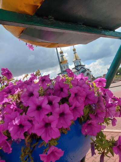 In Kovalivka, Ukraine, a close-up perspective captures a vibrant display of pink petunias spilling from a blue pot. Behind the flowers, the gilded domes of a church rise against a cloudy sky, suggesting a tranquil, possibly religious, setting. The foreground is dominated by the lush blooms, their delicate petals rendered in sharp detail, while the background elements, including the church and a hint of pavement, are softened by the focus. The overall impression is one of natural beauty juxtaposed with architectural grandeur.