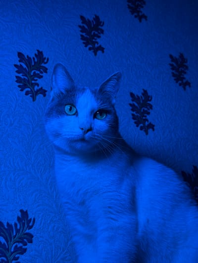 This media file features a close-up, top-down view of a white and gray cat lying on a textured blue surface. The cat is positioned on its back, with its head turned towards the camera. Its eyes are a striking green and appear to be looking directly at the viewer. The blue surface has a repeating pattern of dark blue floral motifs. The lighting in the image is predominantly blue, giving the scene an artificial or stylized feel. The cat's fur is soft and fluffy, and its whiskers are clearly visible. The overall mood is calm and serene, with the cat appearing relaxed. There is no visible text in the image. The setting appears to be indoors, possibly on a piece of furniture or fabric with a textured pattern. No specific time of day or weather conditions can be determined from the image.