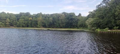 A wide shot captures a calm lake with a dense forest bordering its far bank. The water is dark and rippled, reflecting the overcast sky. A band of small green plants, possibly lily pads, floats along the edge of the lake where it meets the forest. The trees are lush and varied in height, creating a thick, green wall that extends across the horizon. The sky above is a pale blue with scattered white clouds. In the foreground, a short, low wall made of dark, textured material runs along the edge of the water on the right side of the image. A small patch of dry ground is visible behind this wall, with a white object and a dark, cylindrical object present. A single, small, yellow object is also visible near the wall on the left. The scene appears to be a natural landscape within the city of Kleinmachnow, Germany, likely a park or a recreational area.