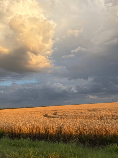 This is a landscape photograph taken at an angle, likely outdoors in a rural setting. The scene is dominated by a vast field of golden wheat or barley, stretching horizontally across the right side of the image. The wheat stalks are densely packed and appear ripe, catching the light and casting long shadows. To the right of the field, there is a strip of vibrant green grass.

The sky occupies the left half of the image and is filled with dramatic clouds. Some clouds are bright white and yellow, illuminated by what appears to be sunlight, suggesting either sunrise or sunset. Other clouds are a deep, ominous gray, hinting at an approaching storm or recent rainfall. Several thin, dark lines, likely power lines, stretch across the sky, supported by distant utility poles visible on the horizon.

The time of day appears to be either early morning or late evening, indicated by the low angle of the sun and the interplay of light and shadow on the clouds and the field. The weather seems dynamic, with contrasting elements of sunshine and impending rain. The location context is provided as Novoselovka, Russia, which suggests a potentially agricultural region. There are no people or discernible objects in the immediate foreground or midground. The overall mood is one of natural grandeur and the powerful forces of weather. No visible text is present in the image.