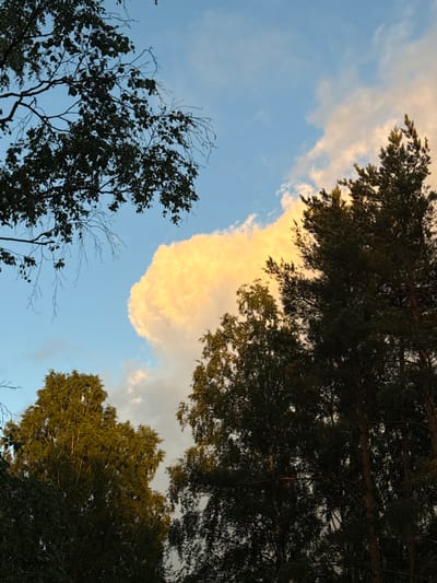 The image captures a view of the sky and treetops from a ground-level perspective in Voeikovo, Russia. The sky is a clear blue, punctuated by a large, bright yellow cloud. Silhouetted against the sky are the dark green tops of several trees, including pine and deciduous varieties. Branches from a deciduous tree are visible in the upper left corner. The lighting suggests it is either sunrise or sunset, as indicated by the warm glow on the cloud and the dramatic contrast between light and shadow on the trees. The scene is peaceful and natural, with no people or man-made structures visible.