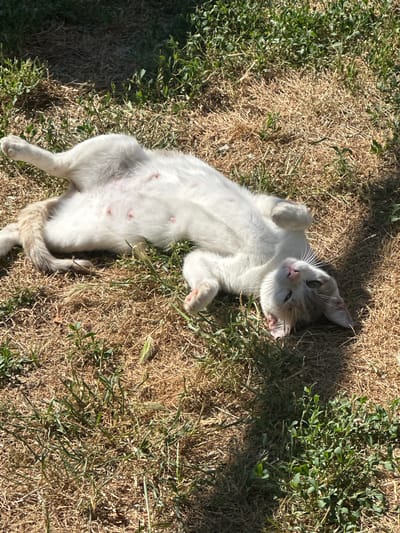 A white cat with gray tabby markings is lying on its back in dry, grassy terrain. The cat's belly is exposed, revealing several pink nipples. The cat's eyes are partially closed, and its mouth is open, with its tongue visible. The cat's front paws are curled inwards, and its hind legs are stretched out. The background consists of dry grass and scattered green vegetation. The scene appears to be outdoors, likely in a rural or natural setting, possibly in the village of Bryastovets, Bulgaria, given the description of the environment.