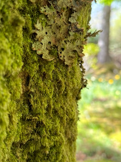 A close-up shot shows a patch of vibrant green moss and lichen growing on a surface, likely a tree trunk or rock, in a damp environment. The moss is thick and carpet-like, with individual strands visible in the sharp focus. A piece of lichen with a lobed, irregularly shaped edge rests on top of the moss, displaying a mottled gray-green color. The background is soft and blurred, suggesting a forest setting with muted greens and yellows filtering through the leaves. The bokeh effect indicates sunlight dappling through the trees. The image does not contain any discernible people or actions. The location of the image is unknown, but is supposedly in Dunvegan, United Kingdom.