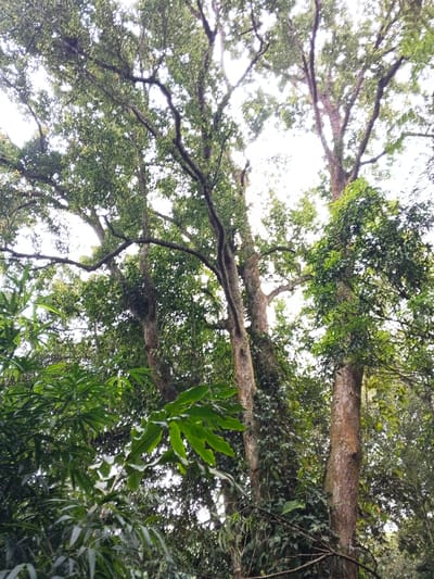 The scene depicts a dense tropical forest environment at Bangalum Bridge, Papua New Guinea, observed from a low angle looking upwards into the canopy. Multiple mature trees with light brown to grey bark dominate the frame. Several tree trunks are visible, some heavily textured and partially covered by dark green climbing vines and epiphytic plants. The trees extend upwards, displaying a complex network of branches densely covered with varied green foliage. The upper canopy features lighter green leaves, while broader, darker green leaves are visible in the foreground. The sky, appearing bright and diffused, is visible through gaps in the tree canopy, backlighting the upper branches and leaves. No individuals, man-made structures, or specific activities are present.