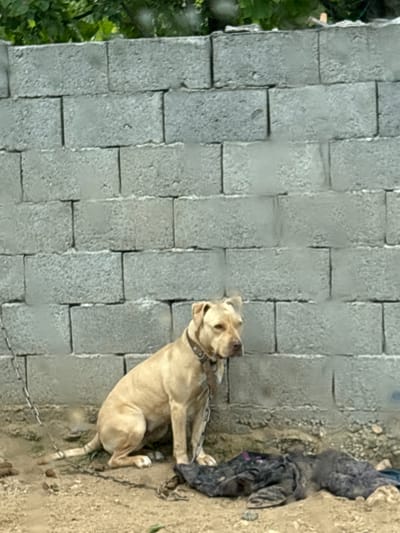 The image shows a light brown dog chained in an outdoor area next to a light gray concrete block wall. The ground is dirt or light gravel. Part of a dark-colored fabric or clothing item is nearby. Some greenery is visible in the background. The location is Mikrevo, Bulgaria.
