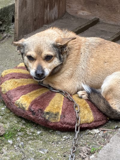A medium-sized, tan-colored dog with a darker muzzle and tail is lying curled up on a yellow and brown striped cushion. A heavy chain, presumably a tether, is draped around the dog's neck and onto the cushion. The cushion is on a concrete or stone surface that has some moss or other plant growth. A weathered wooden structure is visible in the background on the left side. The location is likely Straldzha, Bulgaria.