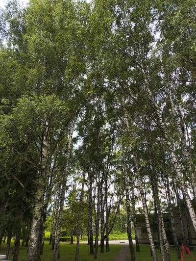The image depicts a dense grove of birch trees with their characteristic white and black bark, viewed from a low angle looking upwards towards the canopy. The leaves are a vibrant green, suggesting a summer or late spring setting. A narrow, unpaved path is visible winding through the grass between the trees, leading towards a brick building with a tiled roof in the background. The building appears to be industrial or utilitarian, with some visible windows and a staircase on its exterior. The ground is covered in green grass, and sunlight filters through the dense foliage, creating dappled light. The overall impression is one of a natural setting within or on the edge of an urban or developed area. The location is identified as Niva, Russia.