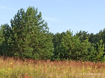 This image depicts a sunlit natural landscape, likely a field with tall grasses and wildflowers in the foreground, leading to a dense forest of evergreen trees in the background. The sky above is clear and blue. A timestamp in the lower right corner indicates "10.07.2026 07:32". There are no people or animals visible in the image, nor any man-made structures. The scene appears to be a serene, undeveloped natural area, consistent with the rural environment of Myrotske, Ukraine.