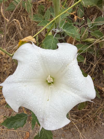 A close-up, slightly overhead shot captures a large, white, trumpet-shaped flower covered in dew drops. The flower's petals are wide and ruffled, with delicate veins visible beneath the moisture. The center of the flower reveals its reproductive parts. The flower is surrounded by dry, brown grasses and some green leaves. The ground beneath is a mixture of dry soil and scattered leaves. The image appears to be taken outdoors, possibly in a natural or garden setting. The city of Lake Forest, United States of America, is not evident in the visual elements of the photograph.