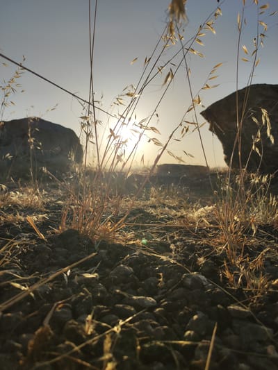The image is a low-angle shot of dry grass and rocks with the sun setting behind them. The foreground shows rough, dark soil covered with small pebbles and dried plant matter, including stalks of grass. In the mid-ground, several stalks of dried grass are in focus, some with seed heads. Behind the grass, two large, dark rocks or boulders are visible. The sun is low in the sky, partially obscured by the grass and rocks, creating a lens flare effect. The sky is a clear, light blue, transitioning to a lighter hue near the horizon. The overall scene suggests a dry, arid, and possibly rural environment. Based on the provided location, this scene is depicted in the city of Ledrada, Spain. There are no people or animals present in the image, and no specific actions or interactions are occurring. The environment is natural and undeveloped.